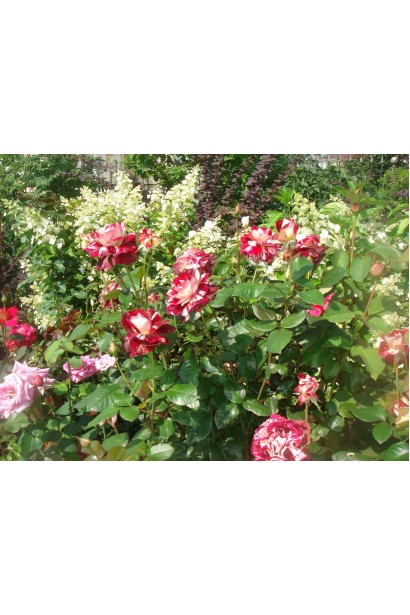 Кущ троянди Julio Iglesias під час цвітіння